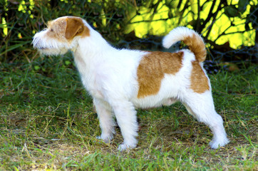 Jack Russell Terrier
