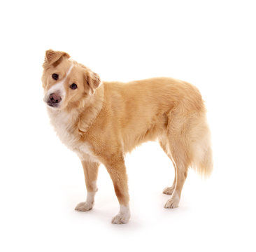 Hund &ndash; stehend