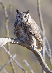 Great Horned Owl