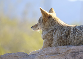 Fototapeta premium coyote