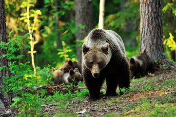 Brown bear with cubs in forest