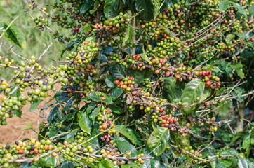 Arabica coffee tree with ripe berries on farm.