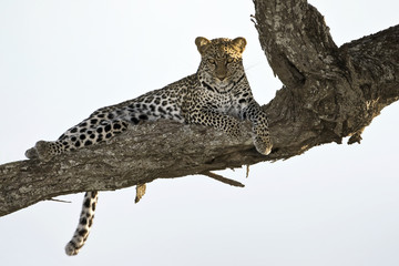 Fototapeta na wymiar Leopard lying in tree