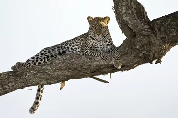 Gordijnen Leopard lying in tree © andreanita