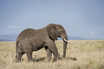 Elephant walking in savannah