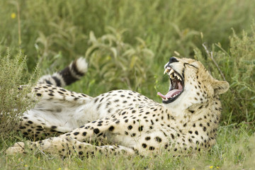 Cheetah portrait lying in grass.