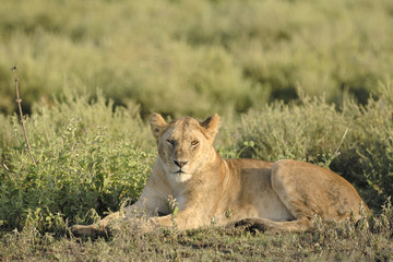 Lioness lying in grass.