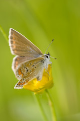 Alpine Heath on a flower