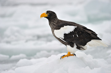 Steller's Sea Eagle standing on pack ice.