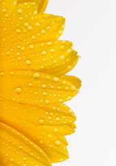 Colored gerber flower