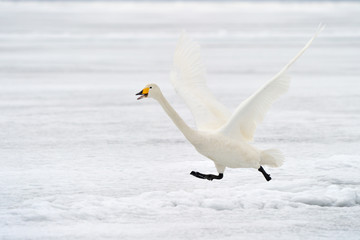 Whoope Swan taking off for flight.