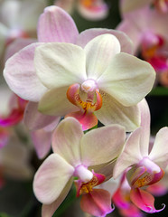 orchid flower
