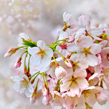 A branch of the cherry blossoms.