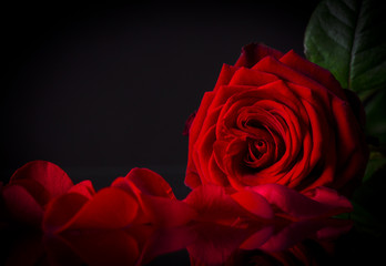 Obraz na płótnie Canvas Naturalne tło czerwone róże