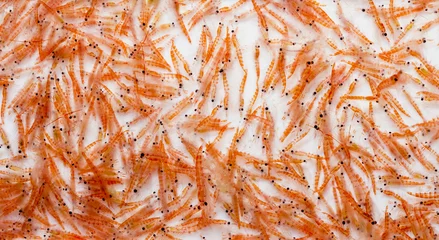 Abwaschbare Fototapete Antarktischer Krill © IzzetNoyan