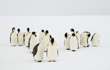 Obraz premium Group of unconcerned emperor penguins