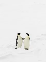 Abwaschbare Fototapete Antarktis Zwei Pinguine stehen