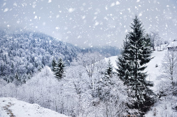 Fototapeta premium Beautiful winter landscape with snow covered trees
