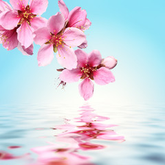Fototapeta na wymiar Brzoskwinia kwiat, tło woda