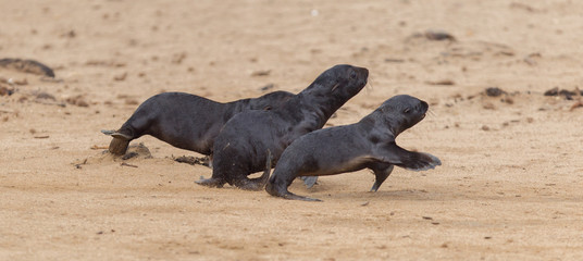 Running cape fur seals (Arctocephalus pusillus)
