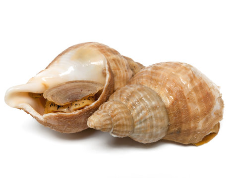 Meeresschnecken