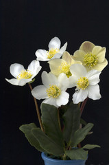 Fototapeta na wymiar Christmas Rose, Helleborus niger, cynamon, Śnieg, ogród roślin,