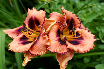 Kwiat - Liliowiec - Macro