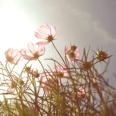 Vintage Cosmos flowers in sunset time - 60495624