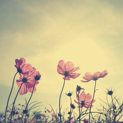 Vintage Cosmos flowers in sunset time - 60495669