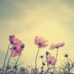 Rolgordijnen Vintage Cosmos-bloemen in zonsondergangtijd © jakgree