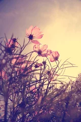 Foto op Canvas Vintage Cosmos-bloemen in zonsondergangtijd © jakgree