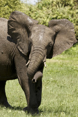 Spielender Elefantenrüssel