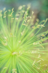 Egyptian papyrus sedge plant.