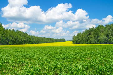Agricultural Landscape