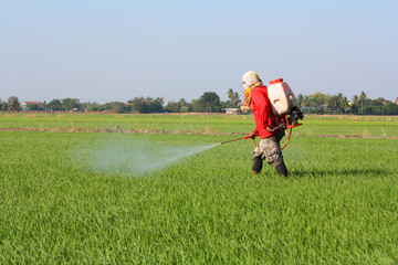 farmer spraying pesticide in the rice field