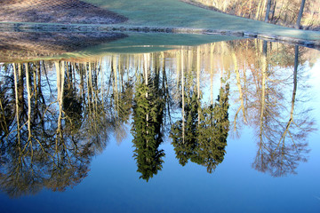 reflected trees