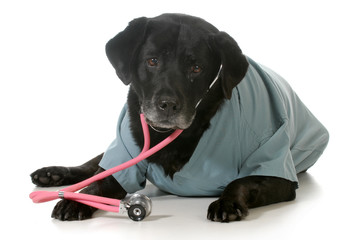 senior dog