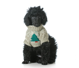 christmas puppy