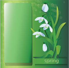 bouquet of snowdrops on green background