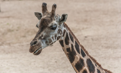 Portrait of a giraffe
