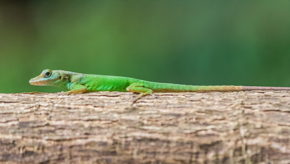 Little green gecko
