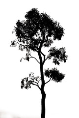 Silhouette Tree