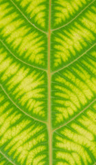 close up leaf