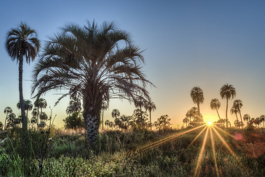 Sunrise on El Palmar National Park, Argentina
