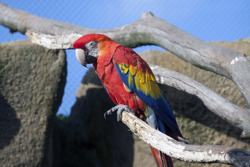 Red parrot with a blue sky with lots of contras