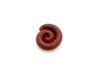 millipede
