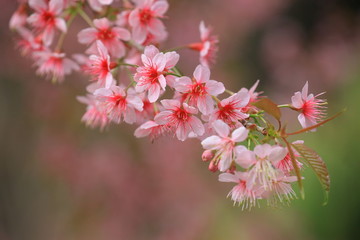 Obraz premium Himalayan Cherry (Prunus cerasoides) blooming.