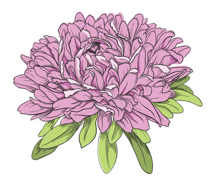pink aster flower sketch on white clip art preview