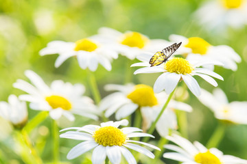 White Daisy Flower with Butterfly