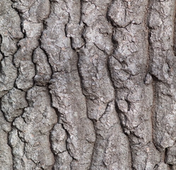 Tree Bark Texture
